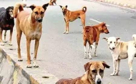 మహబూబ్‌నగర్‌లో వీధి కుక్కలపై బుల్లెట్ల వర్షం.. భయాందోళనలో ప్రజలు