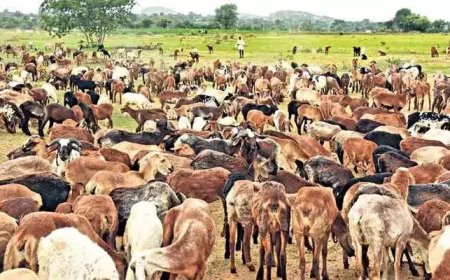 ఒకే బైక్‌పై 126 గొర్రెలు.. కాగ్ రిపోర్ట్‌లో సంచలన విషయాలు