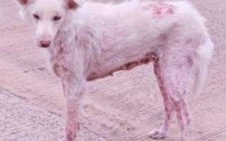 సెవెన్త్ సెన్స్ సినిమా చూపిస్తున్న వీధి కుక్కలు