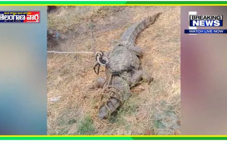 వ్యవసాయ పొలంలో భారీ మొసలి లభ్యం