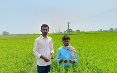 వరి పైరును పరిశీలిస్తున్న ఏఈఓ శివకుమార్.