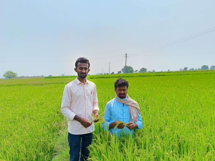 వరి పైరును పరిశీలిస్తున్న ఏఈఓ శివకుమార్.