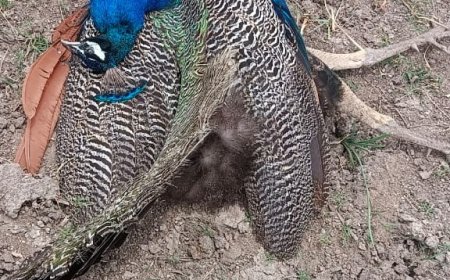 దుద్దెడ చెరువు లో జాతీయ పక్షి  నెమళ్లు ఏడు మృతి