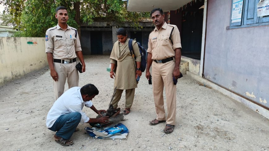 కుక్కల దాడిలో నెమలి మృతి... ఫారెస్ట్ అధికారులకు అప్పగించిన పోలీసు అధికారులు