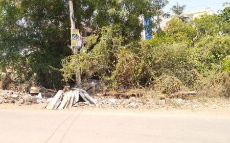 కంప చెట్లను తొలగించండి.