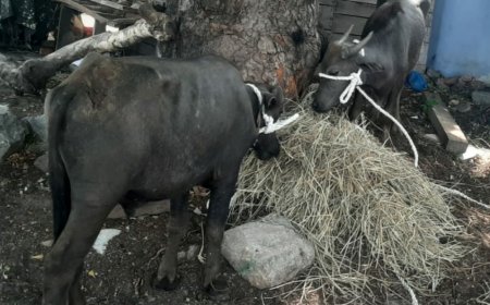 ఇటిక్యాలలో కొద్దిరోజుల్లో దేవర్ల పేరుతో   దున్నపోతులను బలి ఇస్తారంట గ్రామ ప్రజలు చర్చించుకుంటున్నారు.