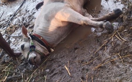బోలగుడ్డం గ్రామంలో పిడుగుపాటుకు ఎద్దు మృతి.