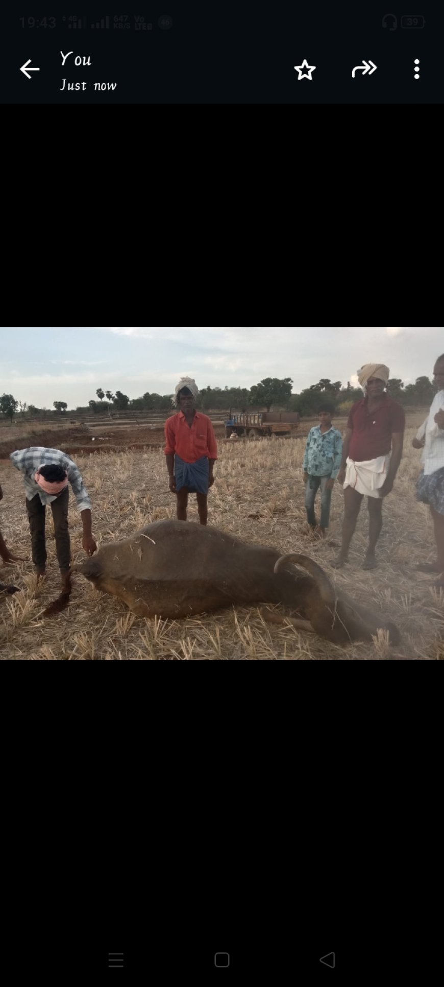 విద్యుత్ తీగలు తాకి రెండు గేదెల మృతి