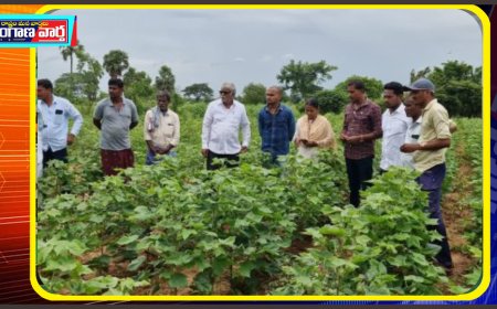 పత్తి పంటను పరిశీలన చేసిన అధికారులు