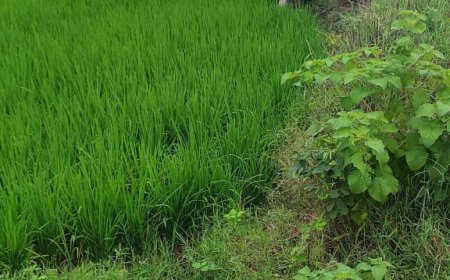 సంచలనం కలిగించిన కూసుమంచి తెలంగాణ వార్త కథనాలు