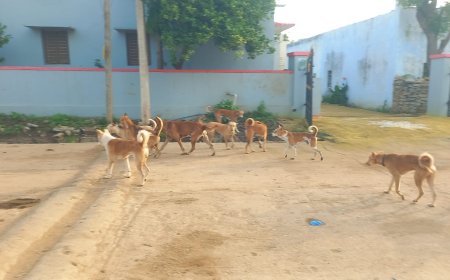 గ్రామాలలో రెచ్చిపోతున్నా  శునకాలు