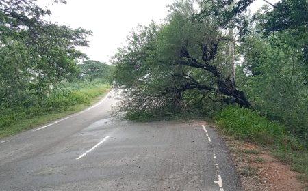 నాగారం తుంగతుర్తి రహదారిపై కూలిన చెట్టు.