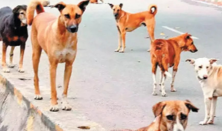 బాబోయ్... కుక్కలు 