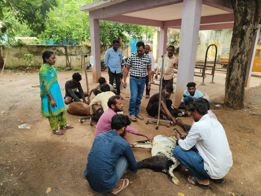 గొర్రెలు మేకల కాపరులు పట్టణంలో ఇండ్ల మధ్య మేతకు వెళితే బహుపరాక్.