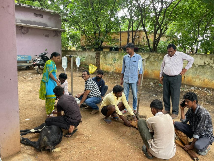 గొర్రెలు మేకల కాపరులు పట్టణంలో ఇండ్ల మధ్య మేతకు వెళితే బహుపరాక్.