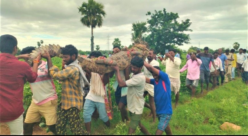 మొసలి కథ సుఖాంతం: దేవరచెరువు వద్ద భయాందోళనకు తెర