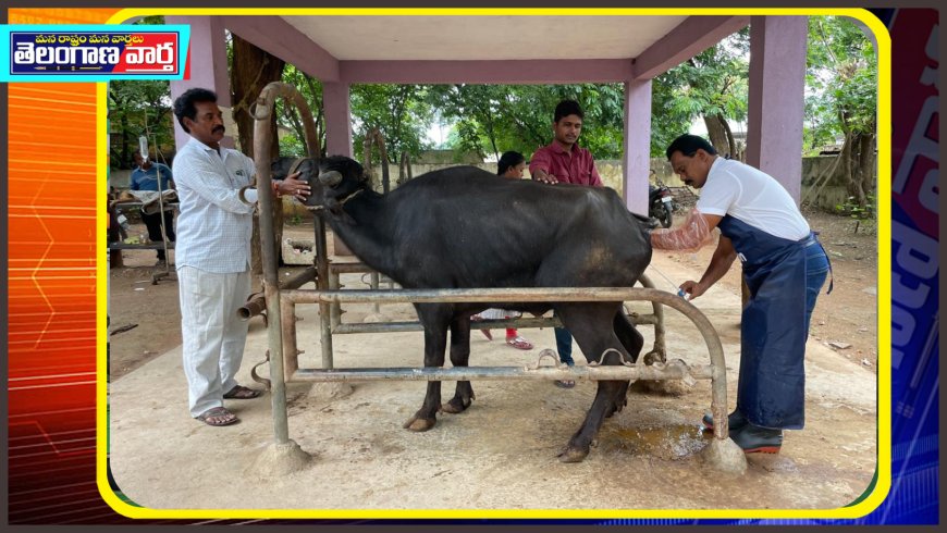 పశుపోషకులకు దొడ్డినిండా ఆడదూడలే పుట్టే మహదావకాశం 