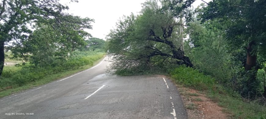 నాగారం తుంగతుర్తి రహదారిపై కూలిన చెట్టు.