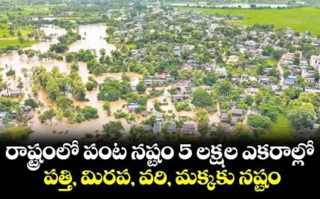 రాష్ట్రంలో పంట నష్టం 5 లక్షల ఎకరాల్లో!.. పత్తి, మిరప, వరి, మక్కకు నష్టం..!!