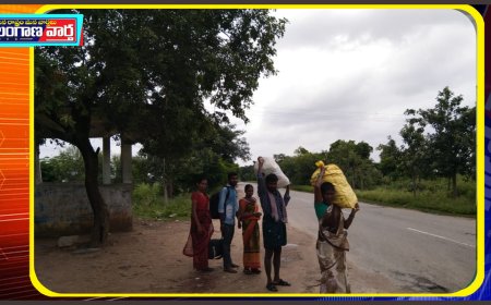 రాయలసీమ నుండి వచ్చిన కూలీలు తెలంగాణకు, సిడి పత్తి తగ్గుముఖం