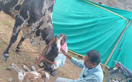 గోమాతకు ఆశ్రమం కల్పించిన విశ్వహిందూ పరిషత్ సభ్యులు  