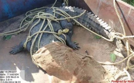 అ గ్రామంలో భారీ మొసలి కలకలం