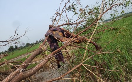 ఓ చెట్టుకు కొట్టుకొచ్చిన మృతదేహం