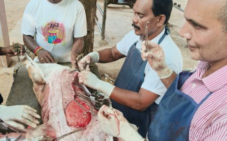 కోదాడ ప్రాంతీయ పశు వైద్యశాలలో కుక్కకి అరుదైన శస్త్ర చికిత్స. కుక్క పొదుగులో మూడు కిలోల కణతులు తొలగింపు....పశు వైద్యాధికారి పి పెంటయ్య