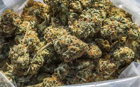 గంజాయి అమ్ముతున్న ఐఐటీ విద్యార్థి మరియు ఐటీ ఉద్యోగిని అరెస్ట్ చేసిన ఎక్సైజ్ అధికారులు