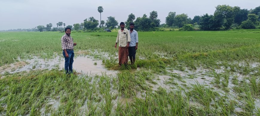 భారీ వర్షం వందల ఎకరాల్లో పంట నష్టం 