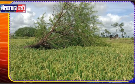 గాలి వానకు వరిలో కూలిన వృక్షం 
