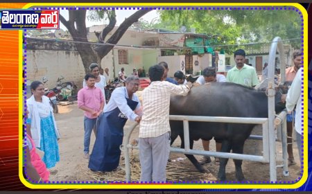 పశువులకు ఉచిత గాలికుంటు వ్యాధి నివారణ  టీకాల కార్యక్రమం.