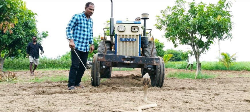 పడక విప్పిన నాగుపాము చింతకుంటలో వింత ఘటన!!