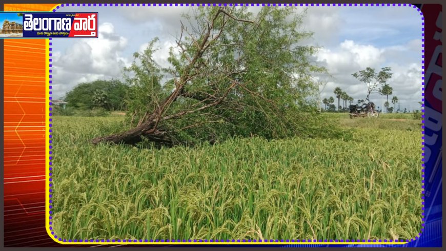 గాలి వానకు వరిలో కూలిన వృక్షం 