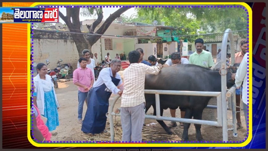 పశువులకు ఉచిత గాలికుంటు వ్యాధి నివారణ  టీకాల కార్యక్రమం.