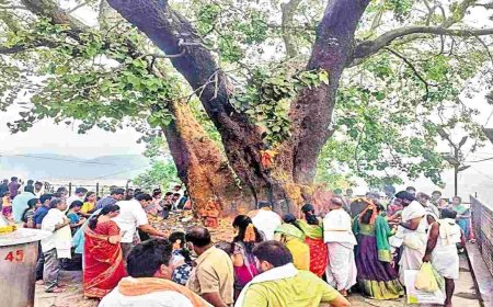 రావి చెట్టు ఆదాయం ఎంతో తెలుసా సుమారు ఏడాదికి కోటి మూడు లక్షలు