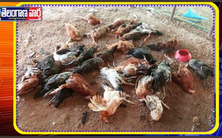 నాటు కోళ్లపై విష ప్రయోగం చేసిన గుర్తు తెలియని వ్యక్తులు