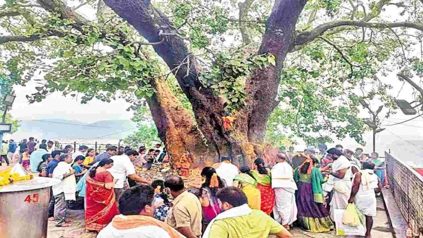 రావి చెట్టు ఆదాయం ఎంతో తెలుసా సుమారు ఏడాదికి కోటి మూడు లక్షలు