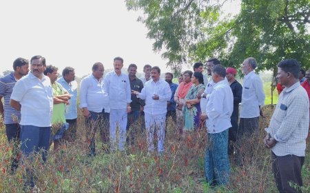 **మిర్చి పంట పొలాలను పరిశీలించిన ""ఎమ్మెల్యే శ్రీరామ్ తాతయ్య గారు"