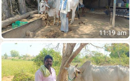 సాసనులు గ్రామంలో ఎద్దుల దొంగతనం