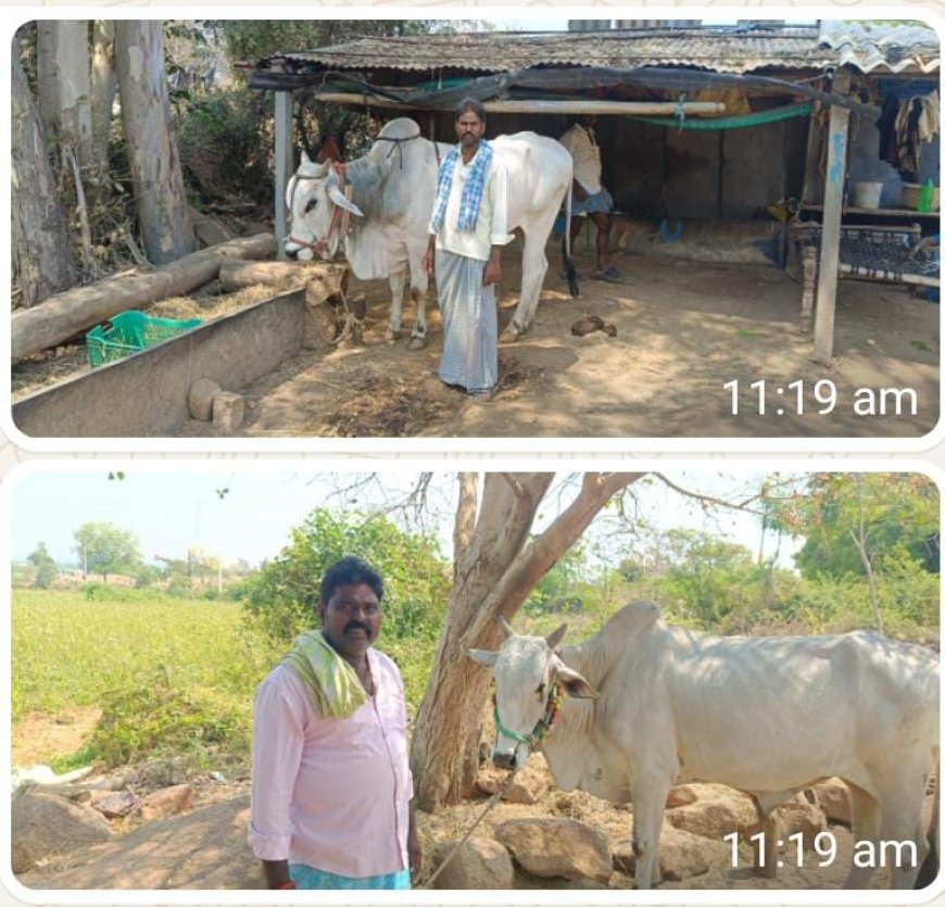 సాసనులు గ్రామంలో ఎద్దుల దొంగతనం