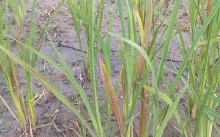 వరికి ఒక్క తడి అందించండి రైతుల ఆవేదన 