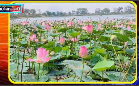 తుంగతుర్తి: గానుగబండ చెరువులో ఆకట్టుకుంటున్న తామర పుష్పాలు