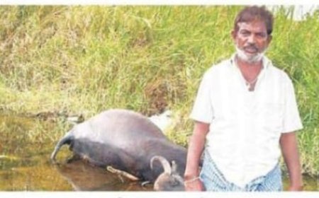 గట్టుసింగారం గ్రామంలో విద్యుత్ షాక్ తో పాడి గేద మృతి