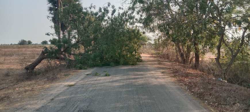 గాలికి నేలకొరిగిన వేప వృక్షం