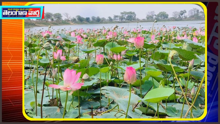 తుంగతుర్తి: గానుగబండ చెరువులో ఆకట్టుకుంటున్న తామర పుష్పాలు