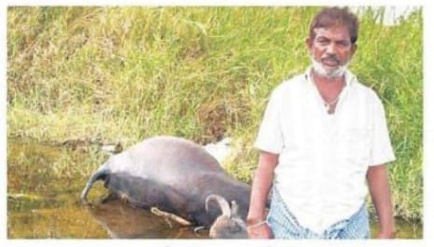 గట్టుసింగారం గ్రామంలో విద్యుత్ షాక్ తో పాడి గేద మృతి 