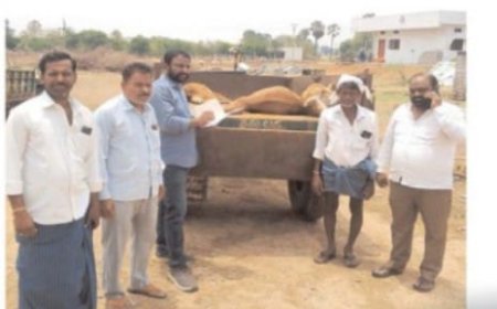 డి రేపాక గ్రామంలో పిడుగుపాటుకు 13 గొర్రెలు మృతి 