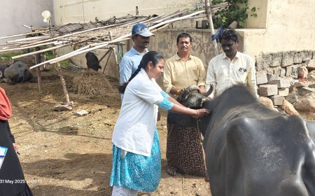 సీజనల్ వ్యాధులు రాకుండా వ్యాధి నిరోధక టీకాలు వేయించాలి