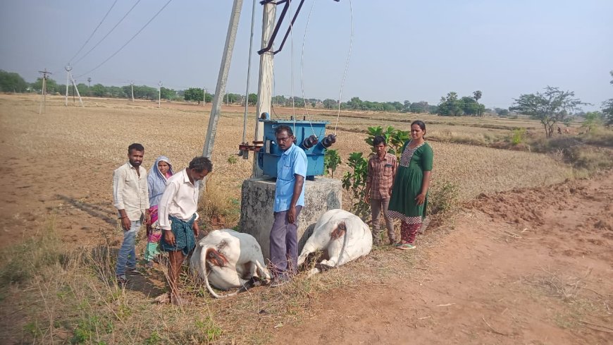 విద్యుత్ షాక్ తో రెండు ఆవులు మృతి.